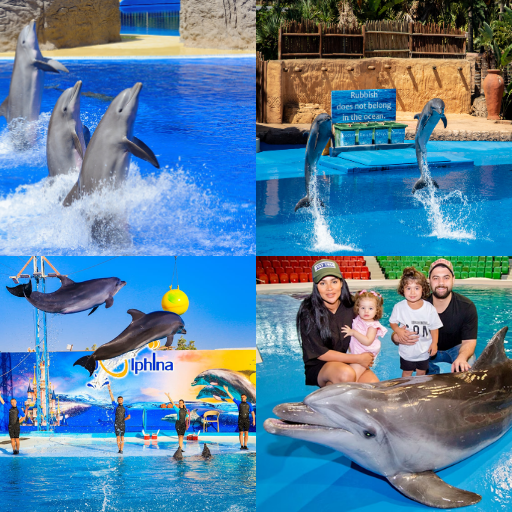 Dolphin Show